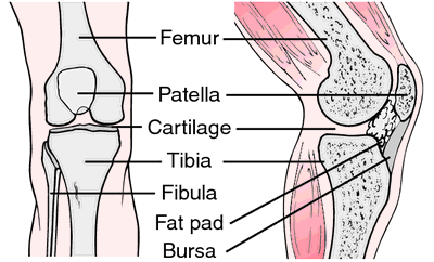 definition of knee by Medical dictionary