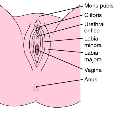 Labia oris definition of labia oris by Medical dictionary