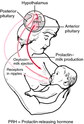 Lactation Definition Of Lactation By Medical Dictionary