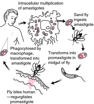 leishmania braziliensis