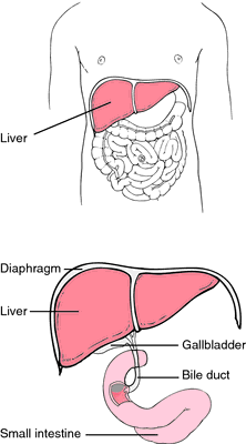 Liver Torsion Definition Of Liver Torsion By Medical Dictionary