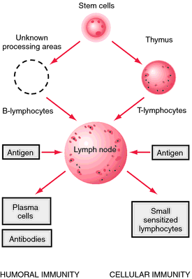 suppressor t cells