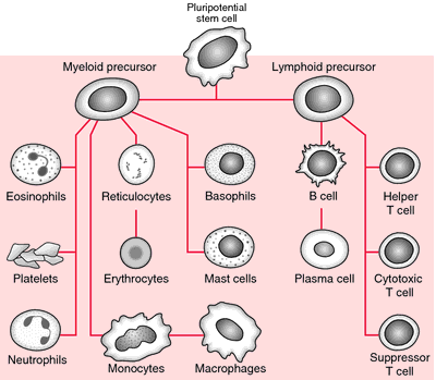 bone marrow cells