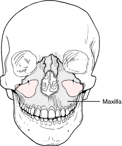 Maxilla - Wikipedia