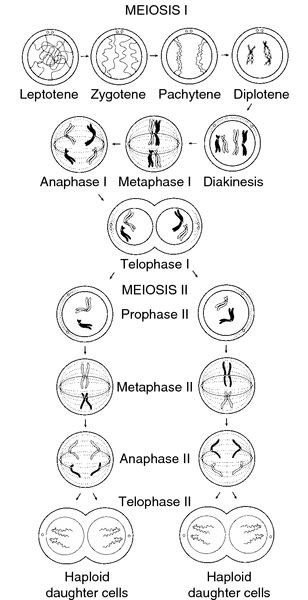 meiosis 2 phases