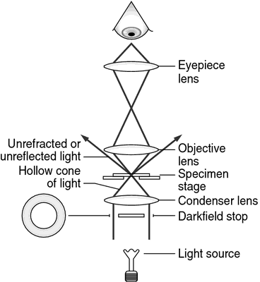 Light Microscopy  BioNinja