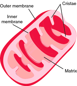 mitochondrial matrix