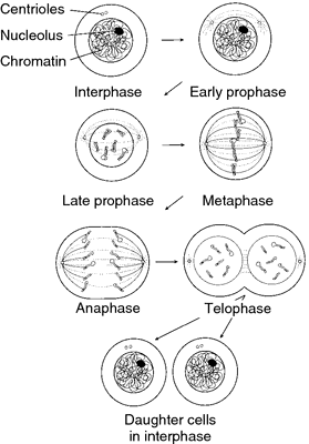 Mitosis phase | definition of Mitosis phase by Medical dictionary