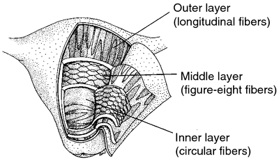 uterine layers