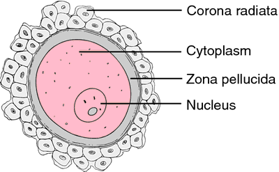 Egg Cell Diagram Gcse