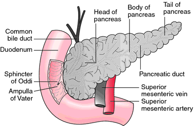 Exocrine Pancreas Definition Of Exocrine Pancreas By Medical Dictionary