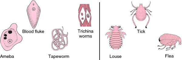 paraziti in organism