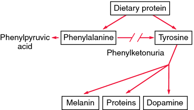 phenylketonuria description