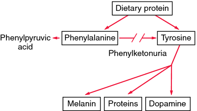 Káº¿t quáº£ hÃ¬nh áº£nh cho phenylketonuria