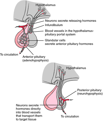 posterior pituitary hormones