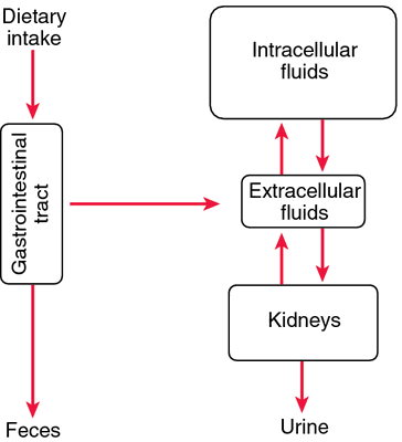 Potassium Chloride Definition Of Potassium Chloride By Medical Dictionary