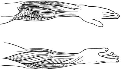 Pronation and supination: Anatomy, definition, images