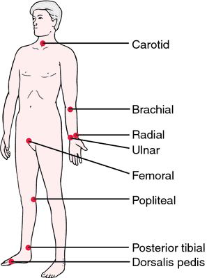 Radial Pulse Definition Of Radial Pulse By Medical Dictionary