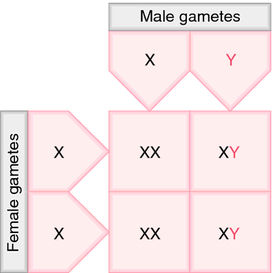 Definition of punnett square