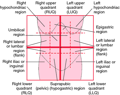 Diagram Of The 4 Quadrants Of The Abdomen - Aflam-Neeeak