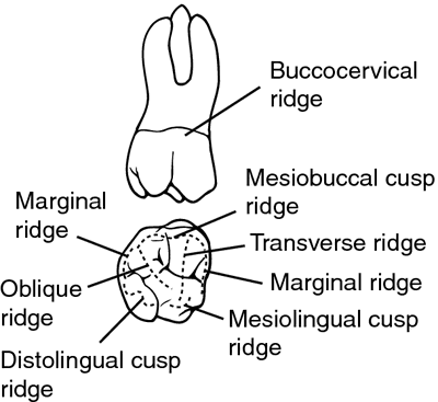 oblique ridge mandible