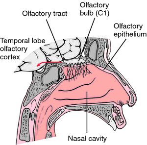 Olfactory receptor | definition of olfactory receptor by Medical dictionary