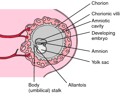 amniotic sac diagram