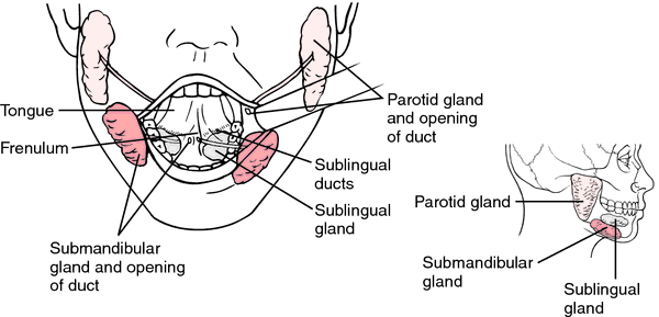 Glándula submandibular inflamada