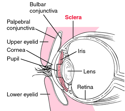 scleral venous sinus of the eye