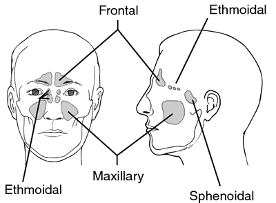 Sinus : définition et explications