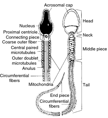 Image result for sectional view of structural sperm