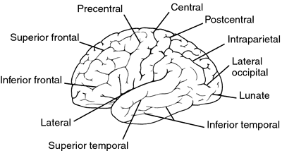 central and lateral sulcus