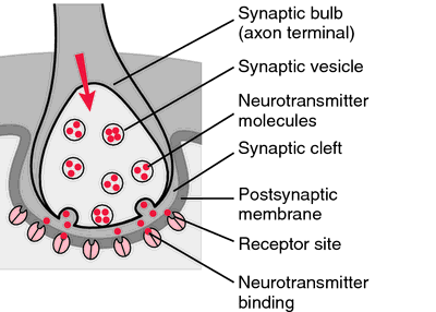 Synaptic boutons - definition