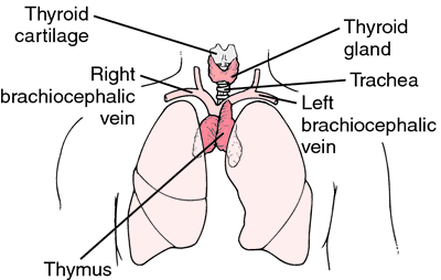 thymus