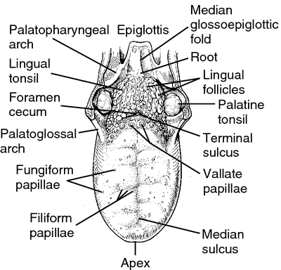 filiform papillae white