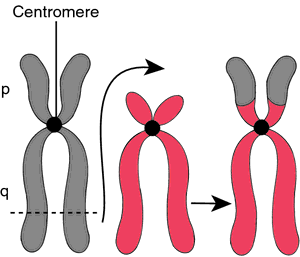 robertsonian translocation animation