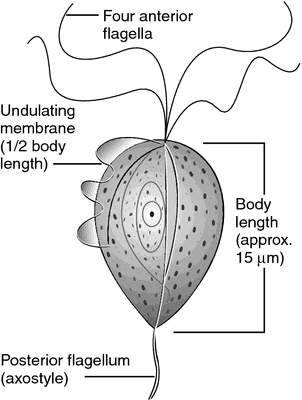 Atrophic vaginitis - Wikipedia