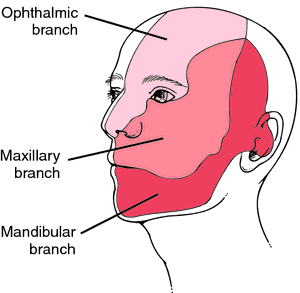 Cn V Definition Of Cn V By Medical Dictionary