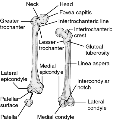 Trochanter | definition of trochanter by Medical dictionary