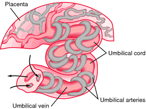 Umbilical Definition Of Umbilical By Medical Dictionary