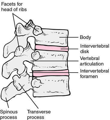 human caudal vertebrae