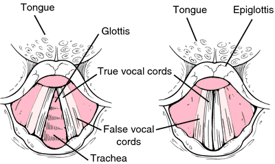 false vocal cords histology