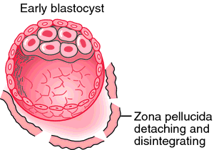 Zona | definition of zona by Medical dictionary