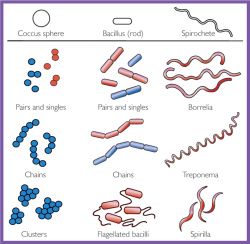 Micropore | definition of micropore by Medical dictionary