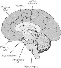 Limbic system | definition of limbic system by Medical dictionary