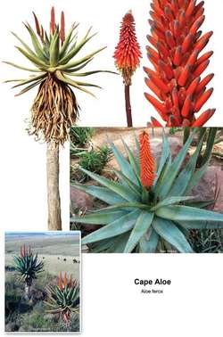 Aloe Ferox Article About Aloe Ferox By The Free Dictionary