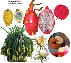 Dragonfruit - Simple English Wikipedia, the free encyclopedia
