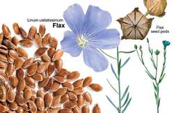 Linseed (Linseed or Flax - Linum usitatissimum L. ) - Medicinal Plants -  Kooperation Phytopharmaka