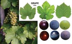 are wild grapes poisonous to dogs
