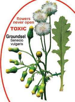 | Article groundsel by The Free Dictionary